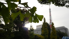銀杏と東京タワー。