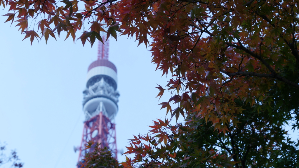 もみじと東京タワー。
