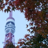 もみじと東京タワー。