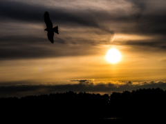 夕日と鳥。