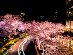 夜桜と光の軌跡。