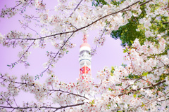 桜と東京タワー。