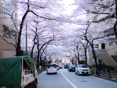 桜トンネル。