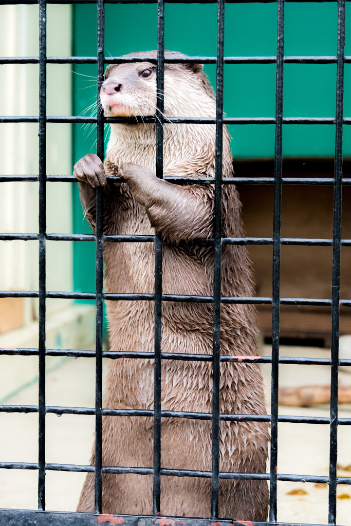 立ちコツメカワウソ。