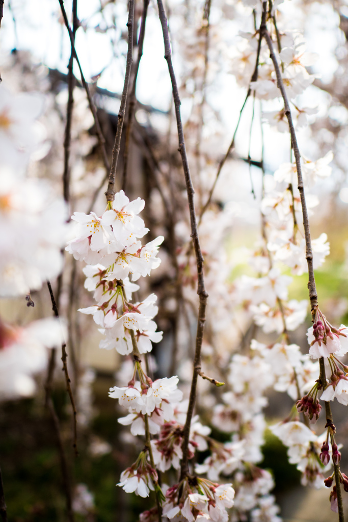 しだれ桜。