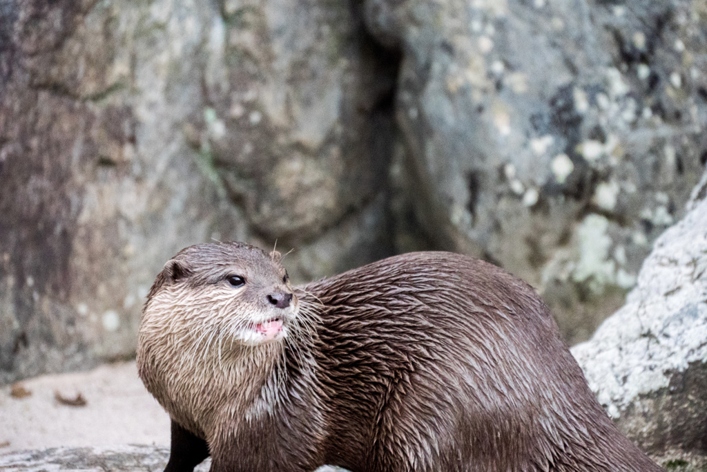 コツメカワウソ。