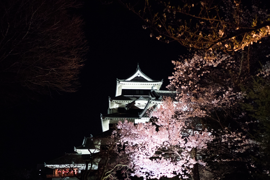 夜桜と松本城。