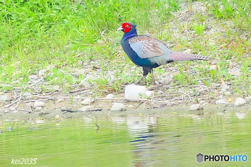 キジ・水辺の散歩
