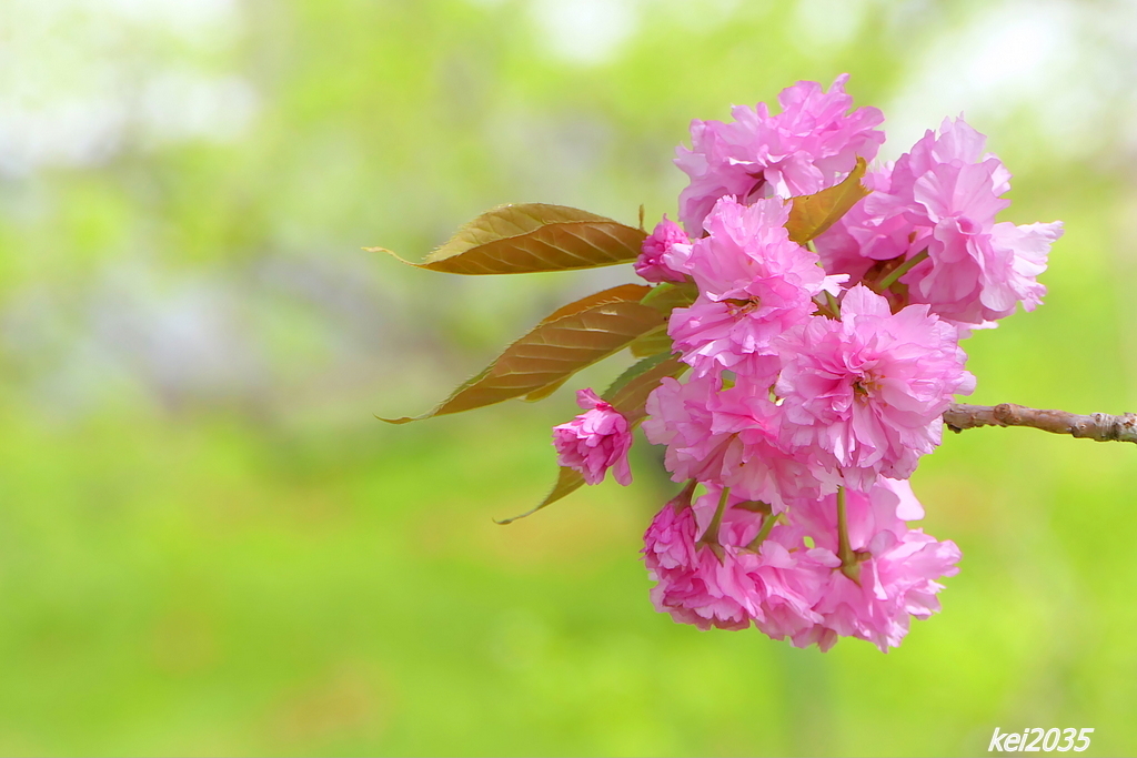 宗堂桜