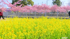 菜の花＆河津桜