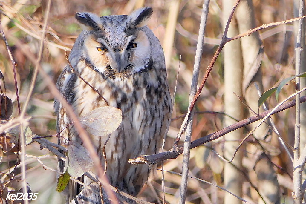 13日のトラフズク
