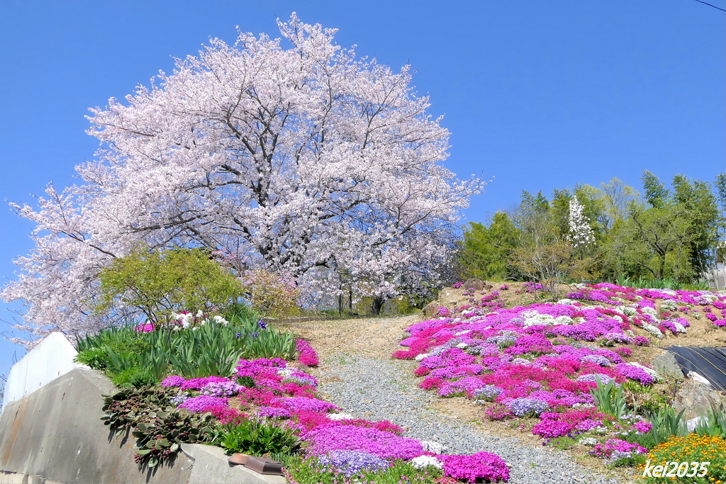 けしご山の桜