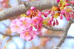河津桜　