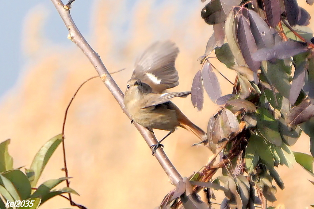 ジョウビタキの飛翔　NO.1