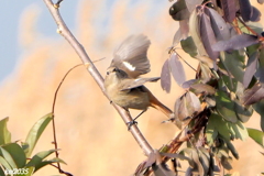 ジョウビタキの飛翔　NO.1