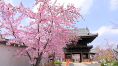 妙林寺の河津桜