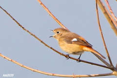 ペレットを吐く前兆のジョウビタキNO.2