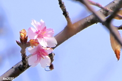河津桜　