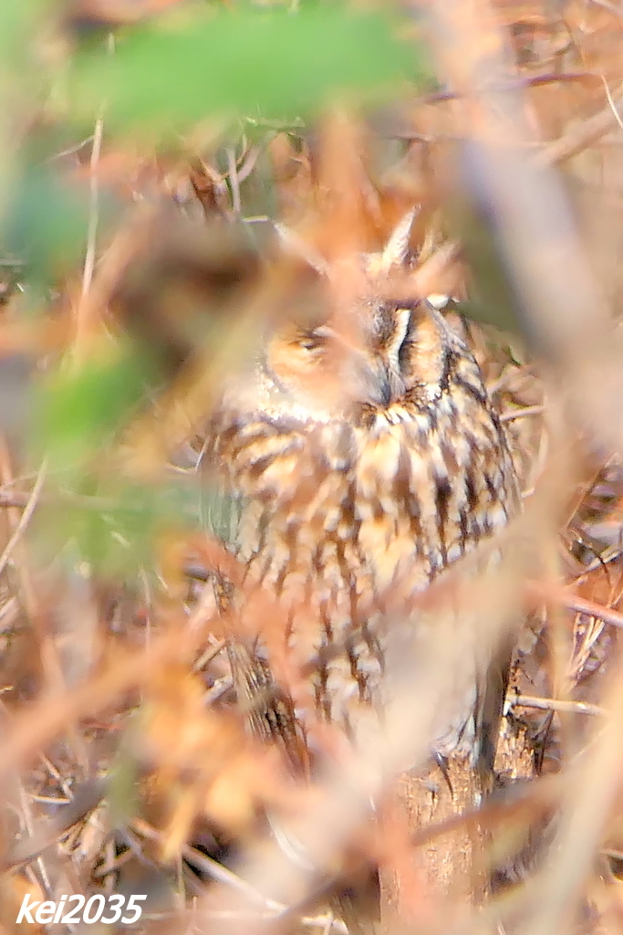 今日のトラフズク　