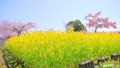 菜の花＆河津桜