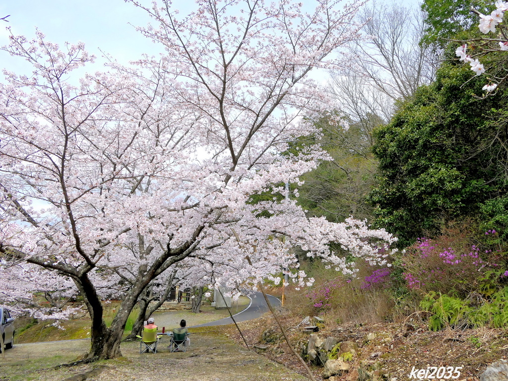 お花見