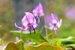 カタクリの花