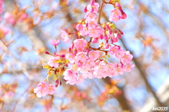 河津桜　