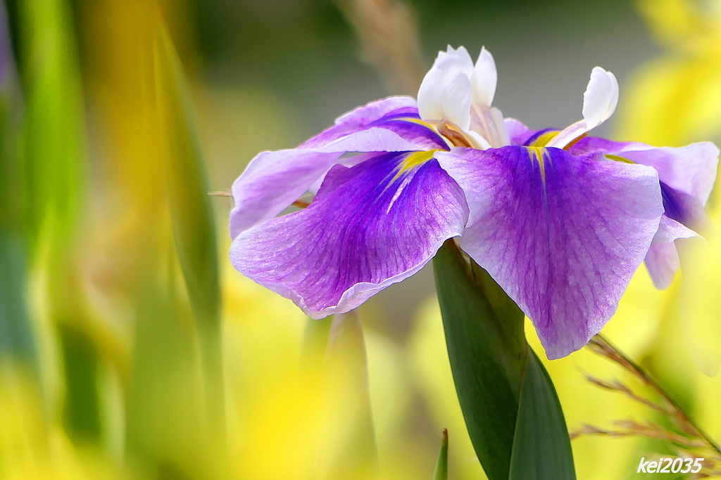 花菖蒲