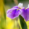 花菖蒲