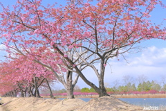 河津桜