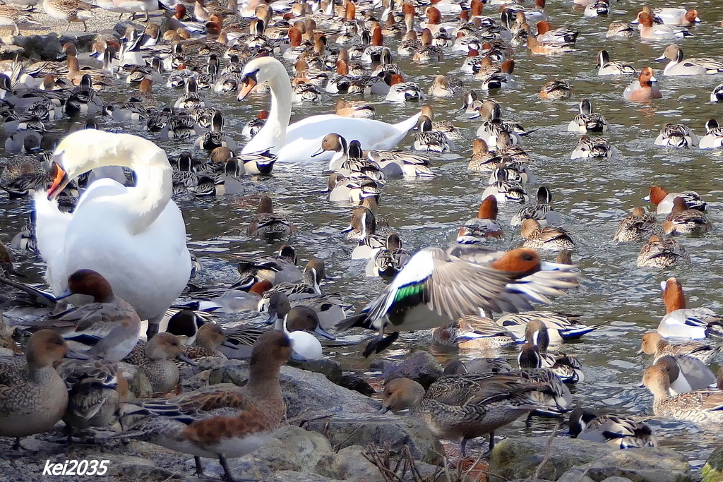 白鳥＆カモ