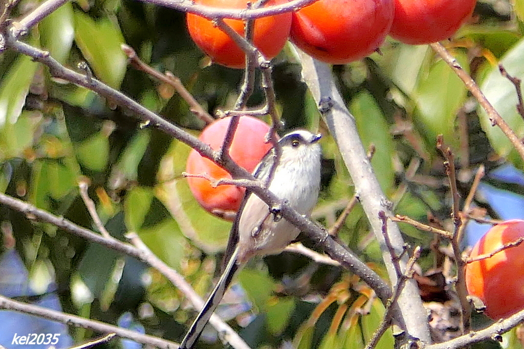 エナガのジャンプNO.3