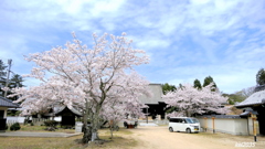 大雄山大賀島寺の桜