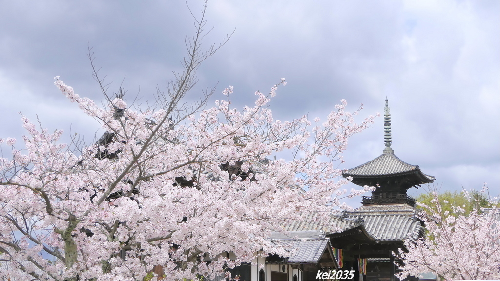 上寺の桜