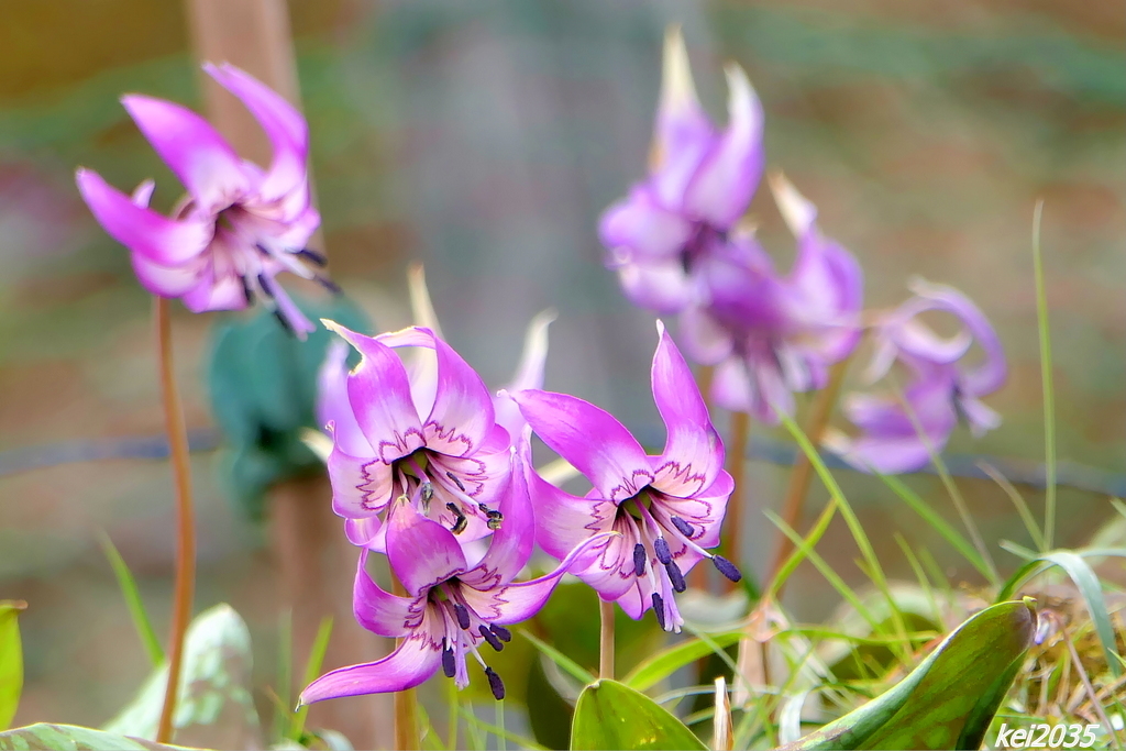 カタクリの花