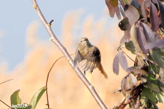ジョウビタキの飛翔　NO.2