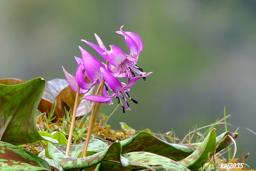 カタクリの花