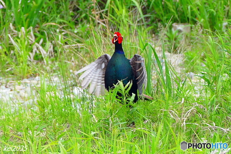 キジの母衣打ち