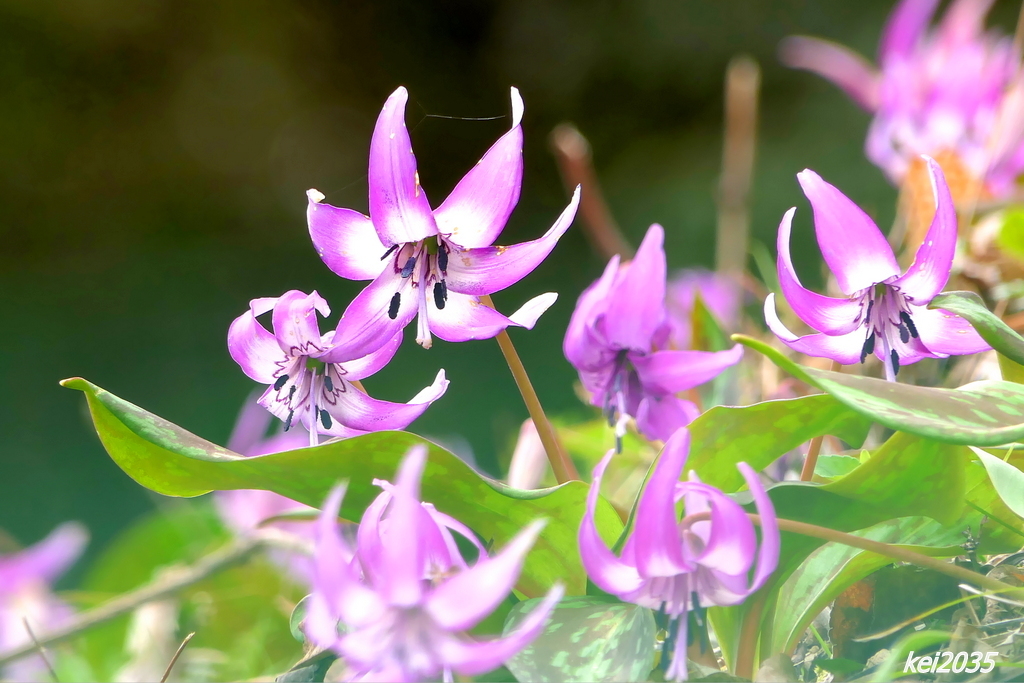 カタクリの花