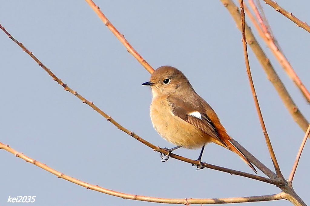 ジョウビタキNO.1