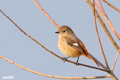 ジョウビタキNO.1