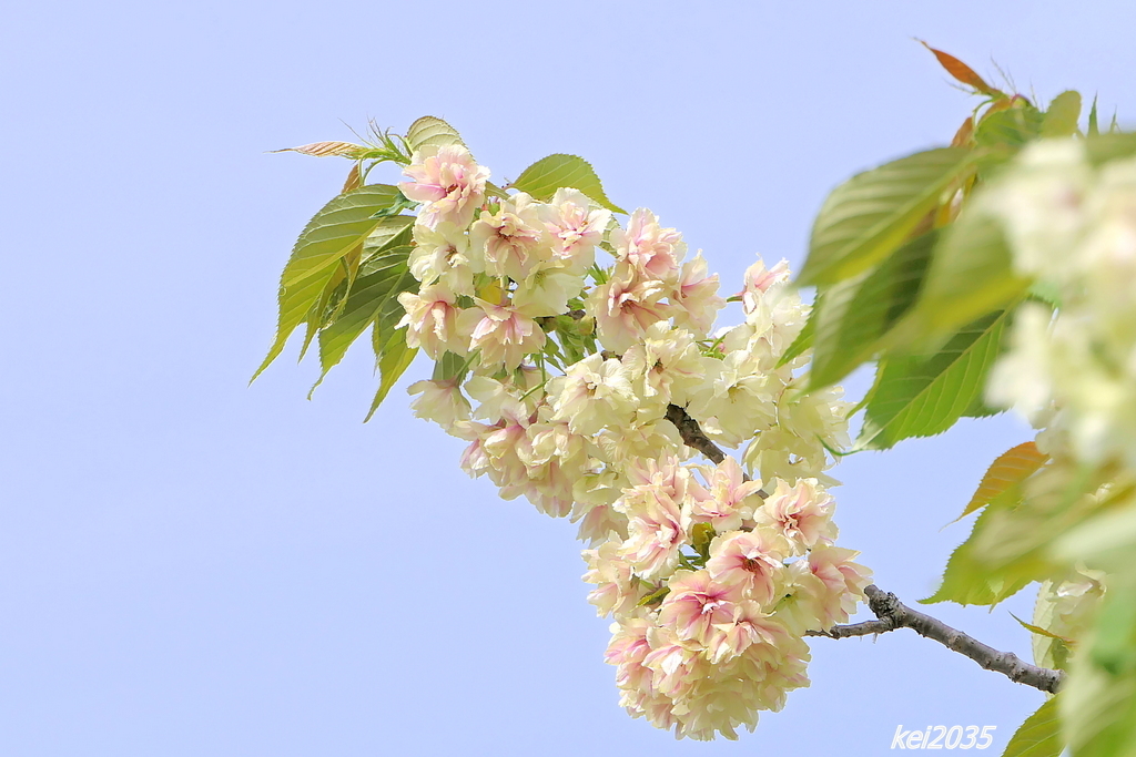 ウコン桜