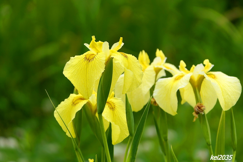 花菖蒲