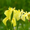 花菖蒲