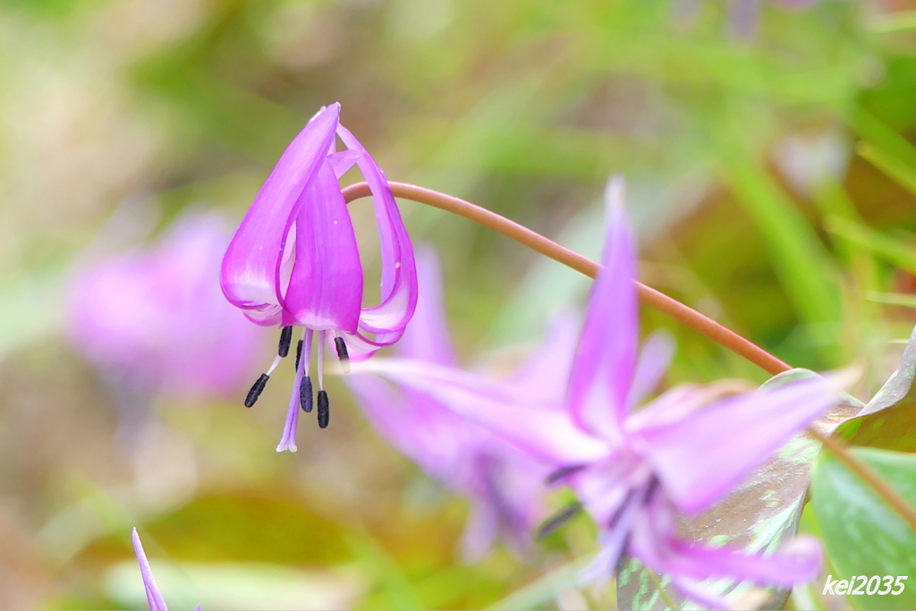 カタクリの花