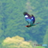 ブッポウソウ