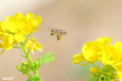 蜜蜂＆菜の花