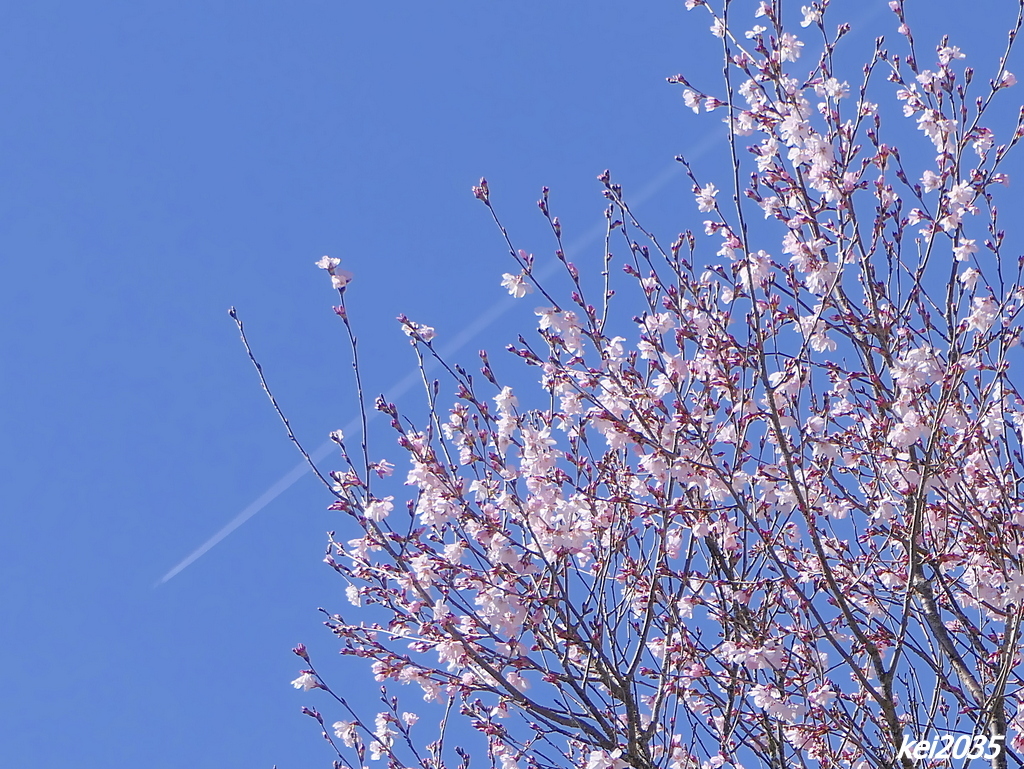 彼岸桜