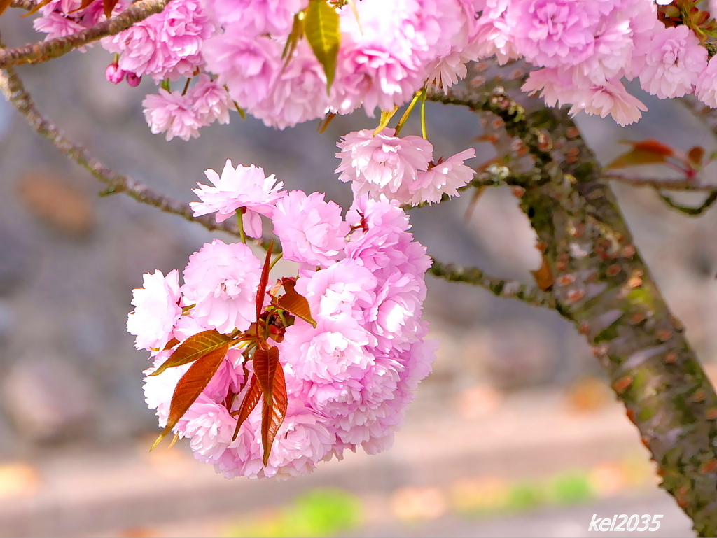 宗堂桜