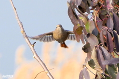 ジョウビタキの飛翔　ＮＯ.4 